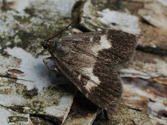 Udea hamalis