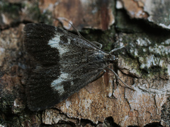 Udea hamalis