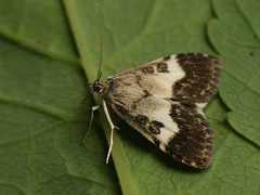 Udea hamalis