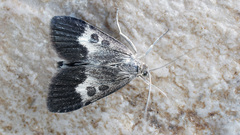 Udea hamalis