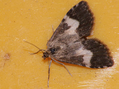 Udea hamalis