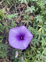 Ipomoea cairica