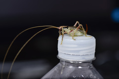 Ocellarnaca fuscotessellata