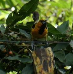 Icterus pustulatus