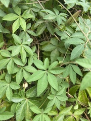 Ipomoea cairica