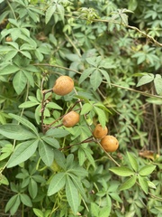 Ipomoea cairica
