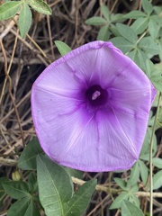 Ipomoea cairica