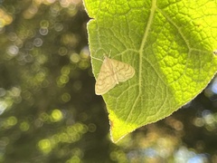 Paracorsia repandalis