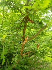 Havardia acatlensis