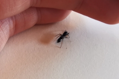 Leptorchestes berolinensis