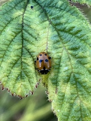 Hippodamia variegata