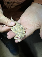 Phrynosoma goodei