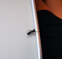 Leptorchestes berolinensis