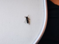 Leptorchestes berolinensis