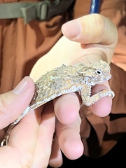 Phrynosoma goodei