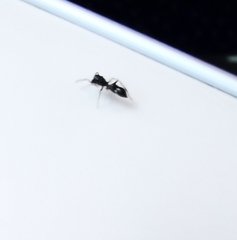 Leptorchestes berolinensis