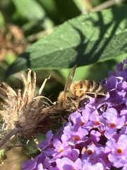 Apis mellifera
