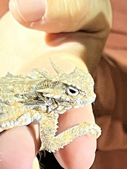 Phrynosoma goodei