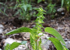 Acalypha neomexicana