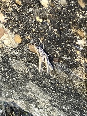 Chorthippus brunneus