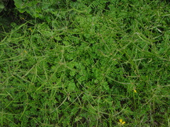 Securigera securidaca