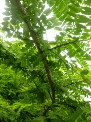 Havardia acatlensis