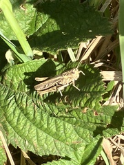 Chorthippus brunneus
