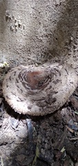 Chlorophyllum