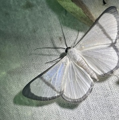 Perigramma albivena