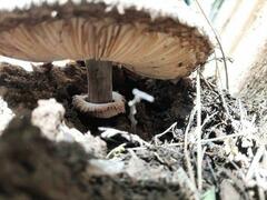 Chlorophyllum