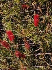 Melaleuca