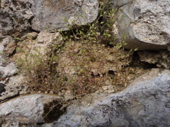 Arenaria leptoclados