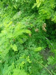 Havardia acatlensis
