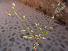Arenaria leptoclados
