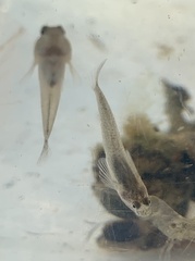 Pomatoschistus microps