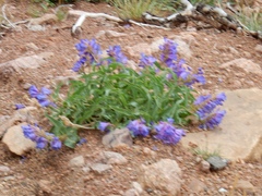 Penstemon glaber alpinus