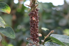 Umbonia crassicornis