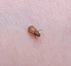Demotina modesta