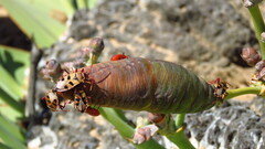 Probergrothius angolensis