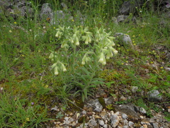 Onosma visianii