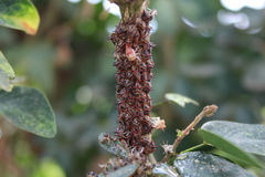 Umbonia crassicornis