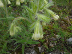 Onosma visianii