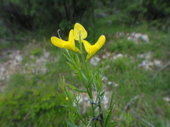 Genista sylvestris