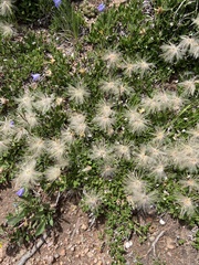 Dryas hookeriana