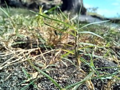 Araneae
