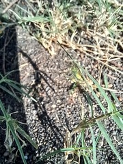 Araneae