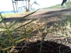 Araneae