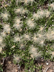 Dryas hookeriana