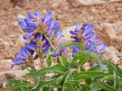 Penstemon glaber alpinus