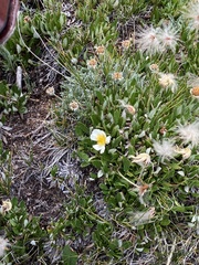 Dryas hookeriana